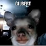 90h5fFgr1W0-channel-avatar-Gilbert