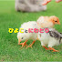 T2ubVy1rYuA-channel-avatar-ひよことにわとり🐣 Chick & chicken