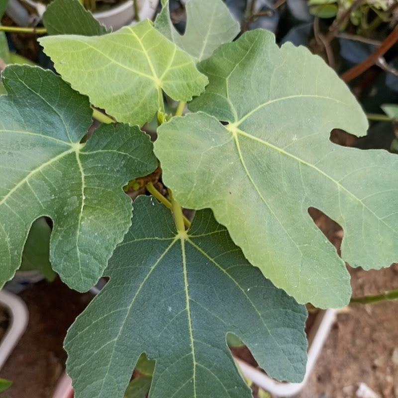 Tip For Gardening - hemakshi 