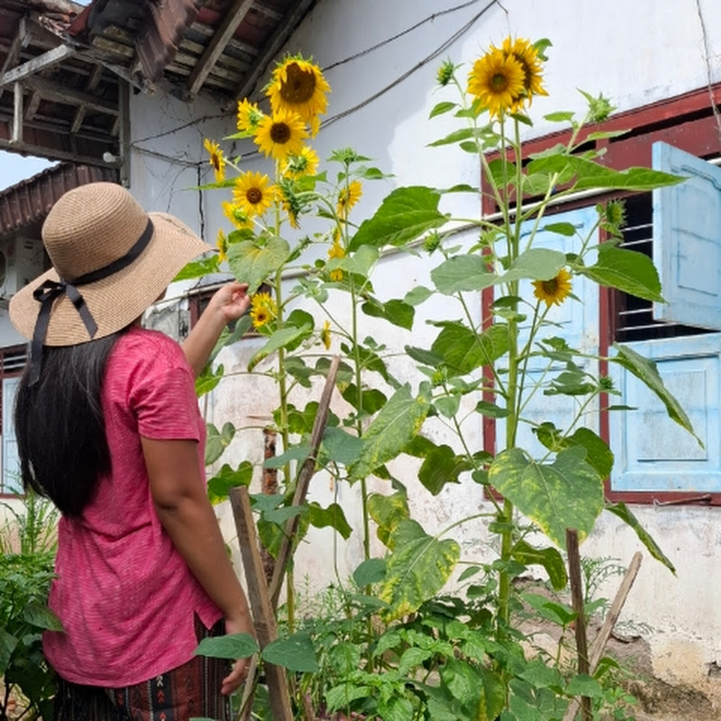 EMAK BERKEBUN