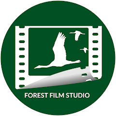 Forest Film Studio Avatar