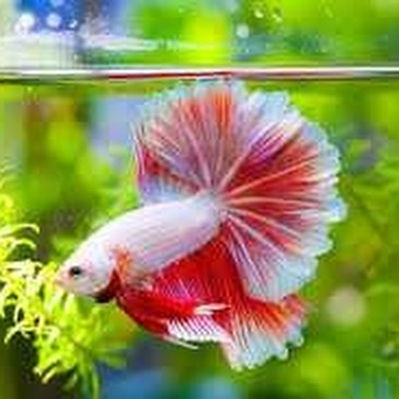 My Royal Fish Tank
