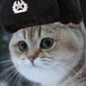  Stalin's lost cat  