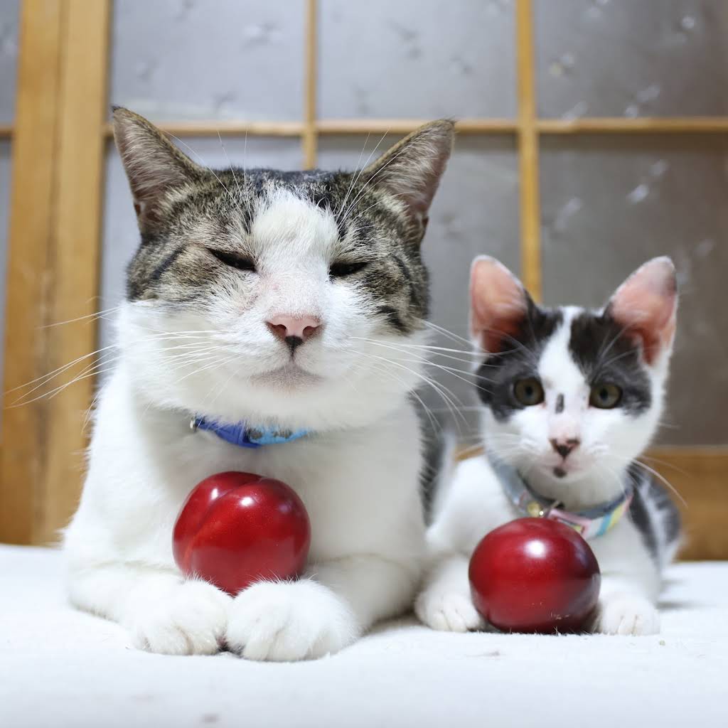 のせ猫 YouTube