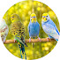 _YmTHhcQi4Q-channel-avatar-Inaya Birds TV