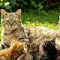mbPli3K0YcA-channel-avatar-3MaK'CAT