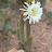 cactus y naturaleza