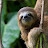 Sloth #73