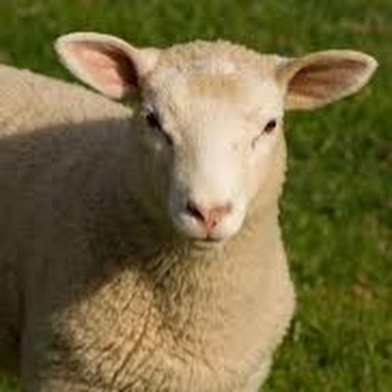 SHEEPSAUD681