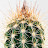 @prickly.cactus7280