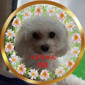 リラとクマ〜dogつぶもちとhappy life