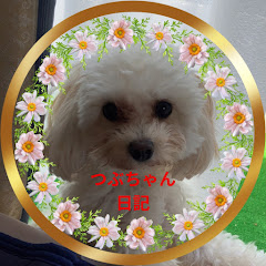 リラとクマ〜dogつぶもちとhappy life