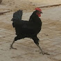 K B Australorp Farm Pakistan logo