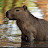 @Capybara-capy130