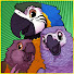 ZJF6x5Oocw4-channel-avatar-All Parrots