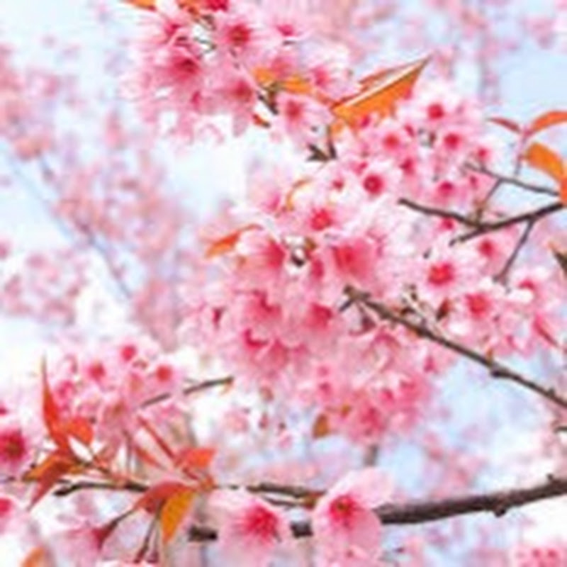 日本時事ジャーナル