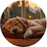 jzGEIDG1RUU-channel-avatar-Dog Relaxing Harmony