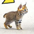 2BTK-wC2Wno-channel-avatar-Paws of Courage