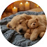 84OUswmsj5o-channel-avatar-Relaxing Dog Melody