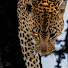 8uVL2PVJ5Dk-channel-avatar-Série Choc