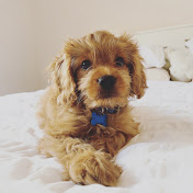 Rocco the Toy Cavoodle
