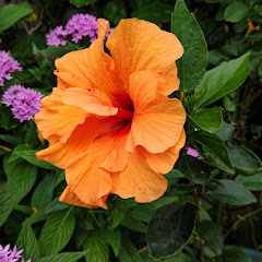 島娘アイコン画像