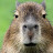 Gabriel’s capybara