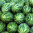 WatermelonSeed9