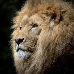 Sarita Choudhary Shorts