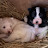 @BoderCollieTommy-h2e