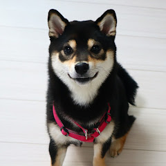 黒柴のうーちゃん