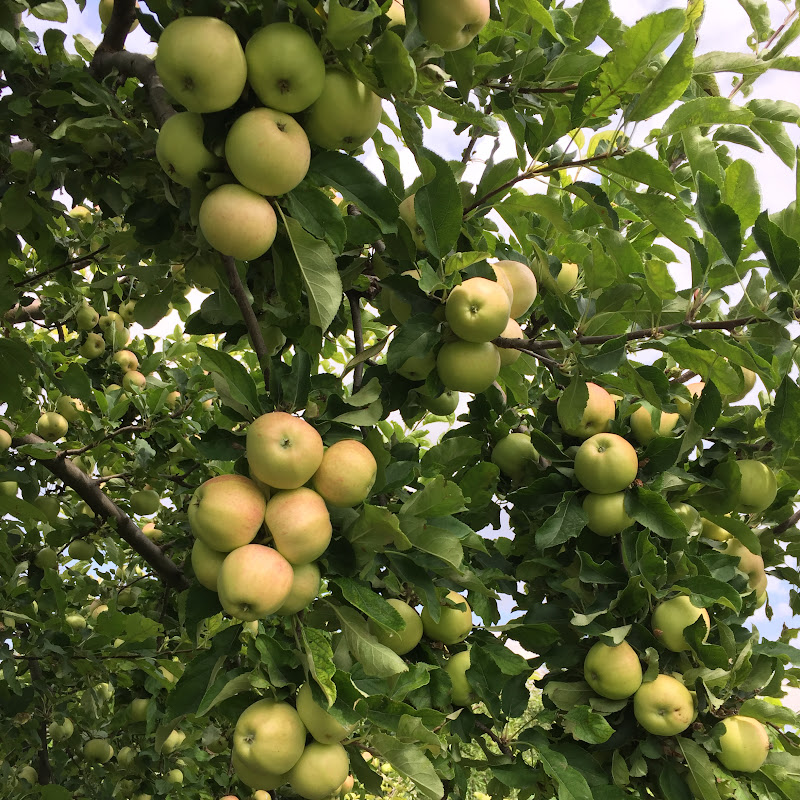 ARİF&ZEYNEP ÇİFTLİĞİ 