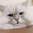 @3persiancat