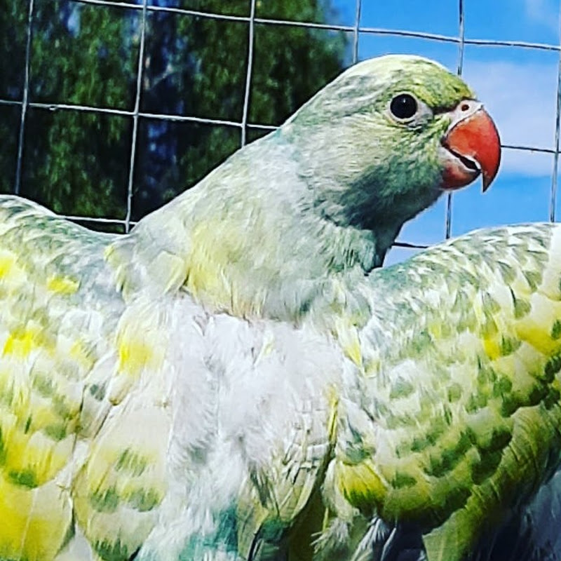 Alexander Parrot join palsss youtube