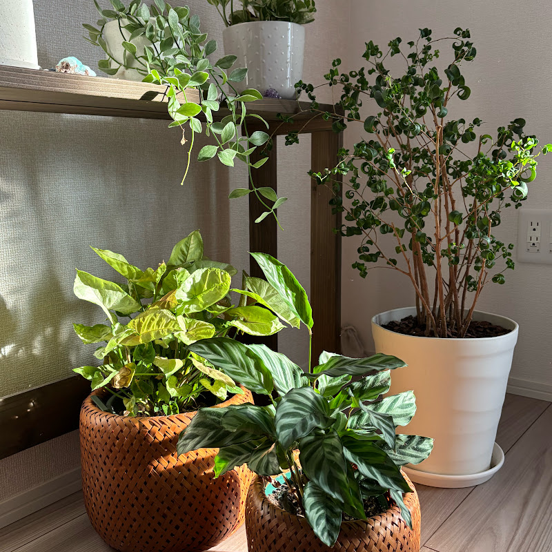 Kanpan Life | 30代独身 〜植物・天然石と暮らすひとり暮らし〜