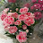 @오드리햇반-u7c