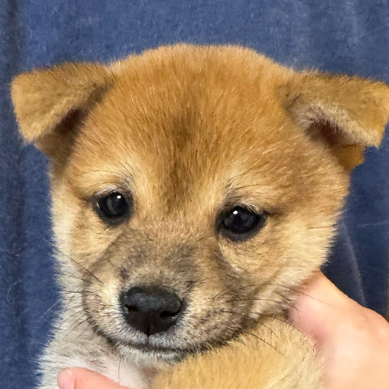 豆柴ジョイの毎日動画