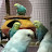 @Amankebudgies