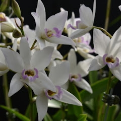 皇室綺譚アイコン画像