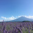 @peter.yusuke4705