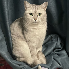 かわいい子猫アイコン画像