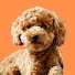 1TtRQbVZbbo-channel-avatar-Moki The Poodle