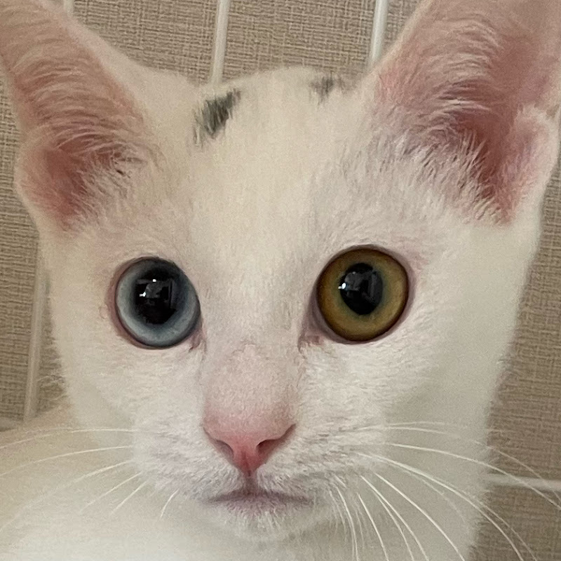 奇跡の白猫てまりちゃんねるwithらふビスコ