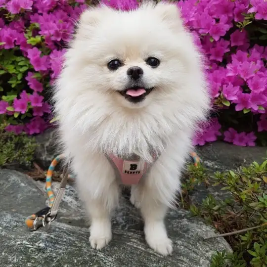 롤모델