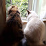 cHcdXXIIpCY-channel-avatar-ねこじろう