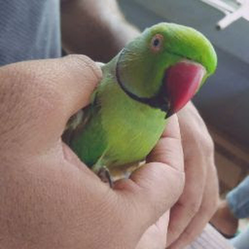 Hire kand view — Podcasts (Entertainment Focused) YouTube creator for sponsorships