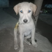 MehulSolanki
