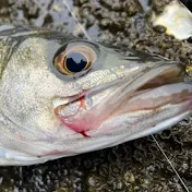釣りざとちゃんねる