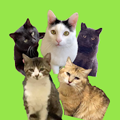 保護猫とTOSAN家ch