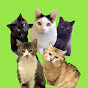 保護猫とTOSAN家ch